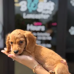 Male Dachshund puppy named Rex for sale at Boogie's Pup Lancaster.
