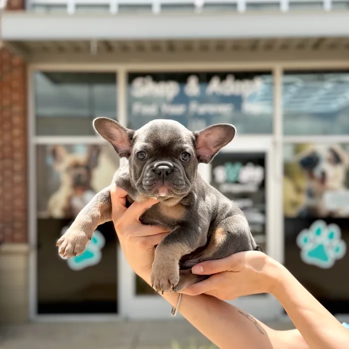 Male French Bulldog puppy named Otis for sale at Boogies Pup's Grapevine.