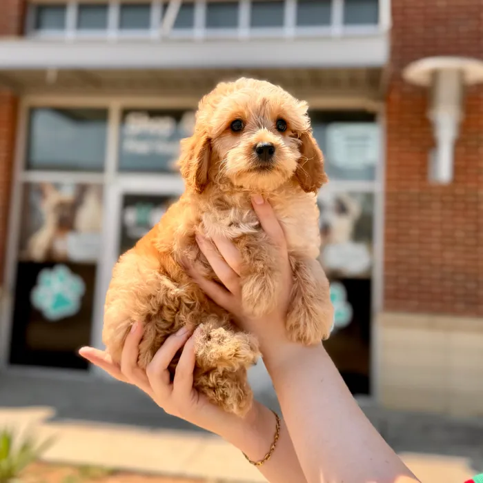 Male Cavapoo puppy named Clinton for sale at Boogies Pup's Grapevine.