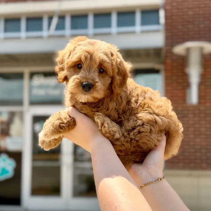 Female Goldendoodle puppy named Opal for sale at Boogies Pup's Grapevine.