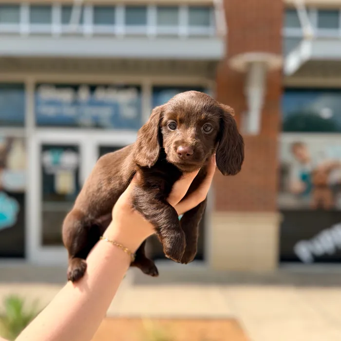 Female Mini Dachshund puppy named Tootsie for sale at Boogies Pup's Grapevine.