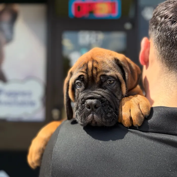 Male Bullmastiff puppy named Maximus for sale at Boogie's Pup Lancaster.