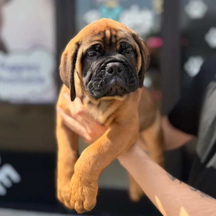 Male Bullmastiff puppy named Maximus for sale at Boogie's Pup Lancaster.