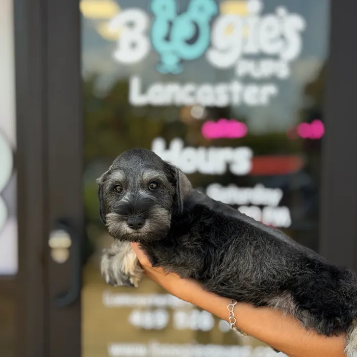 Male Mini Schnauzer puppy named Kaiser for sale at Boogie's Pup Lancaster.