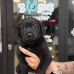 Female Aussiedor puppy named Willow for sale at Boogie's Pup Lancaster.