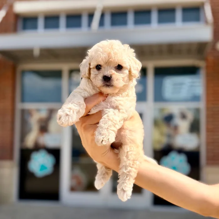 Female Toy Poodle puppy named Pearl for sale at Boogies Pup's Grapevine.