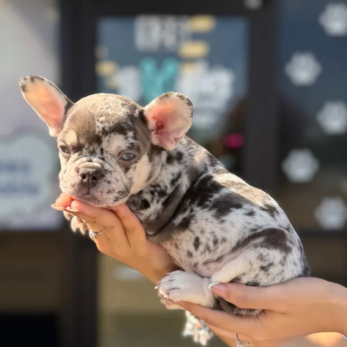 Female French Bulldog puppy named Isis for sale at Boogie's Pup Lancaster.