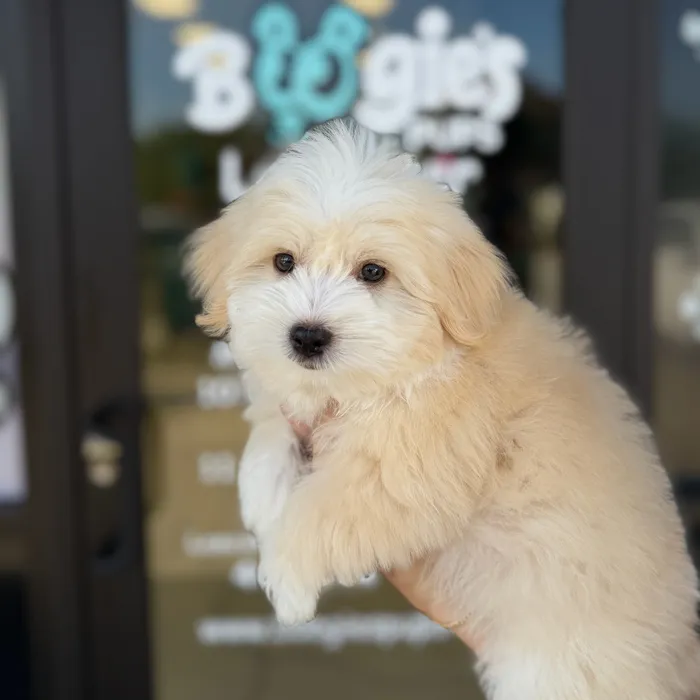 Male Havanese puppy named Benji for sale at Boogie's Pup Lancaster.