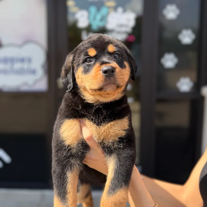 Female Rottweiler puppy named Dream for sale at Boogie's Pup Lancaster.