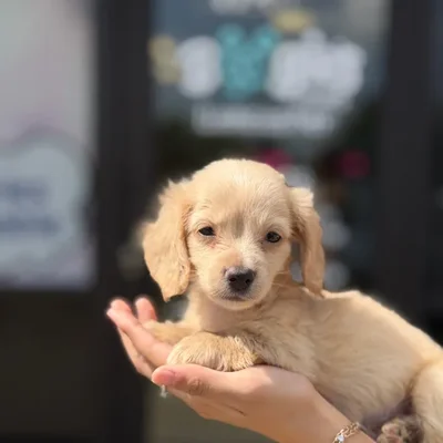 Male Dachshund puppy named Gus for sale at Boogie's Pup Lancaster.