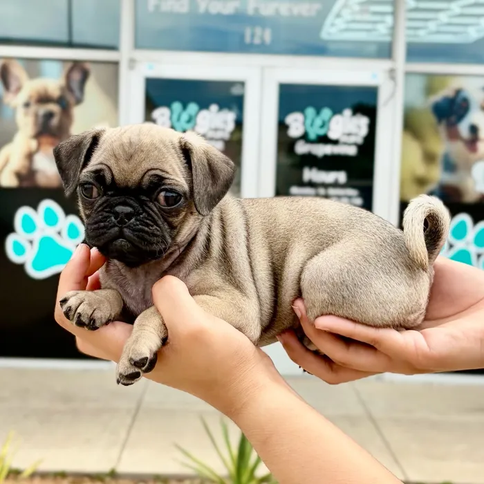 Female Pug puppy named Jellybean for sale at Boogies Pup's Grapevine.