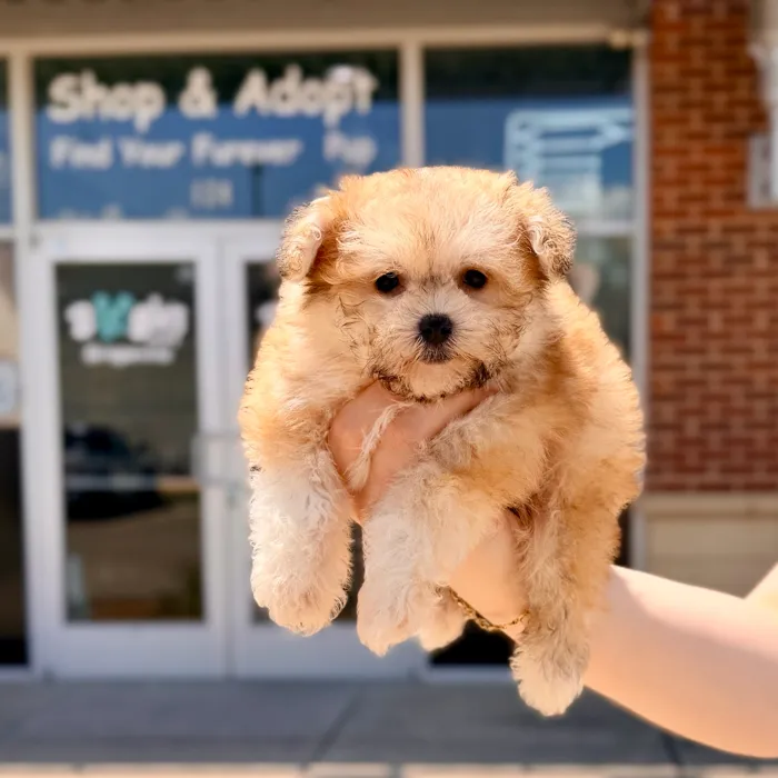 Male Maltipoo puppy named Toby for sale at Boogies Pup's Grapevine.