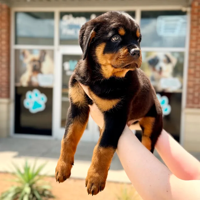 Male Rottweiler puppy named Bourbon for sale at Boogies Pup's Grapevine.