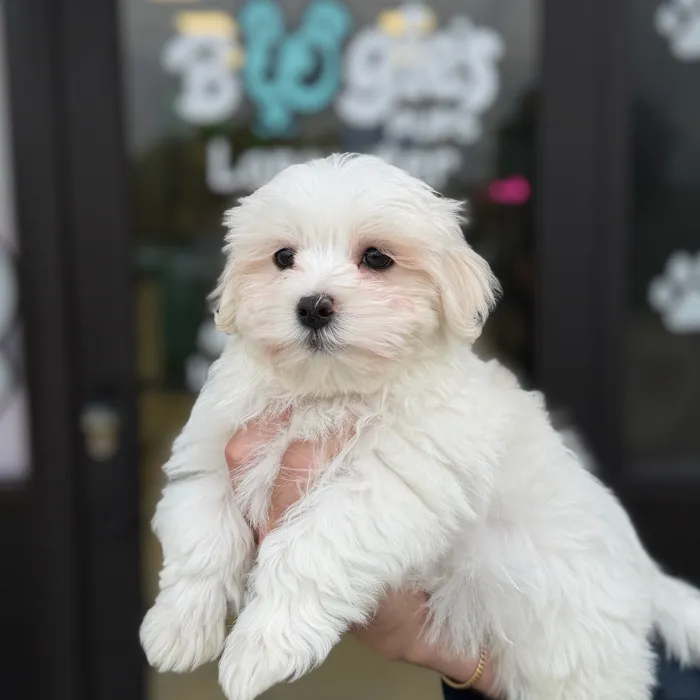 Male Maltese puppy named Russell for sale at Boogie's Pup Lancaster.