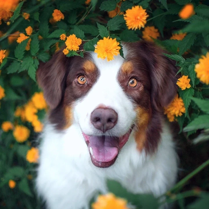 Joyful dog looking at the camera surrounded by blooming flowers