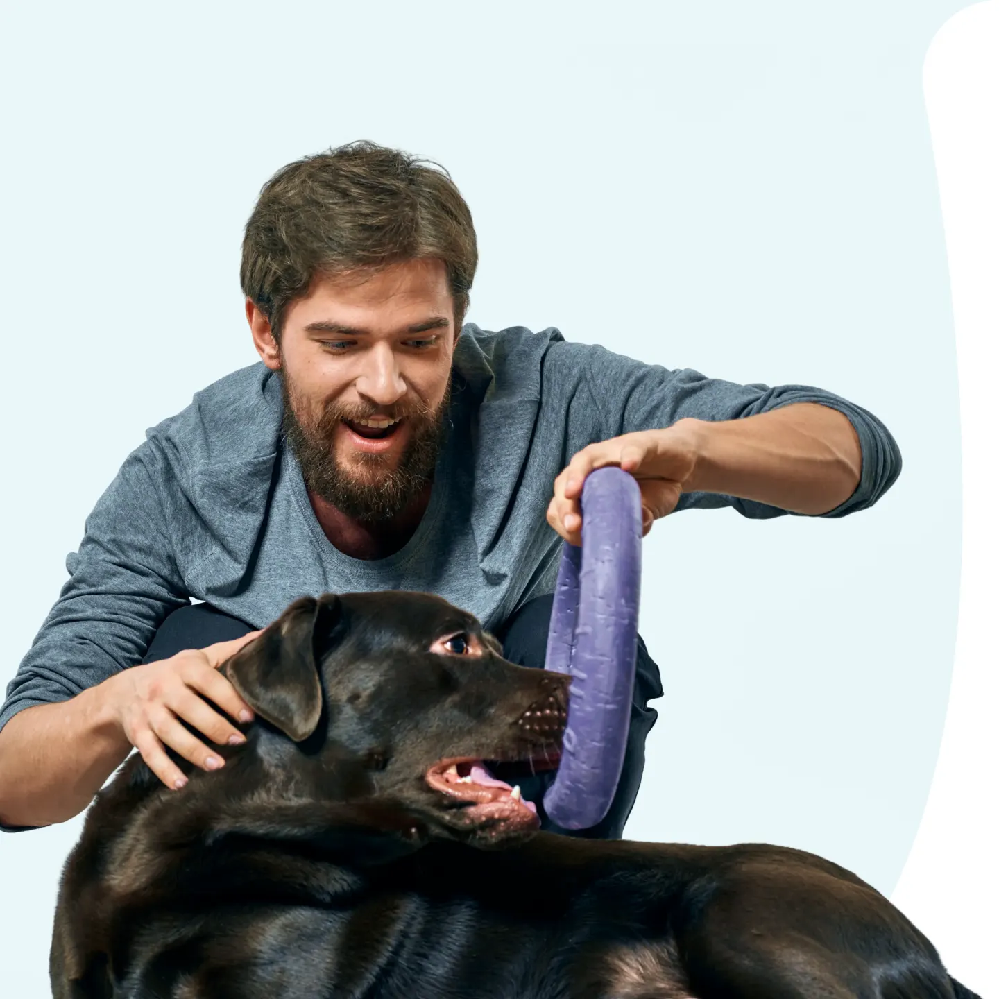Family-friendly dog playing with owner using a chew toy.