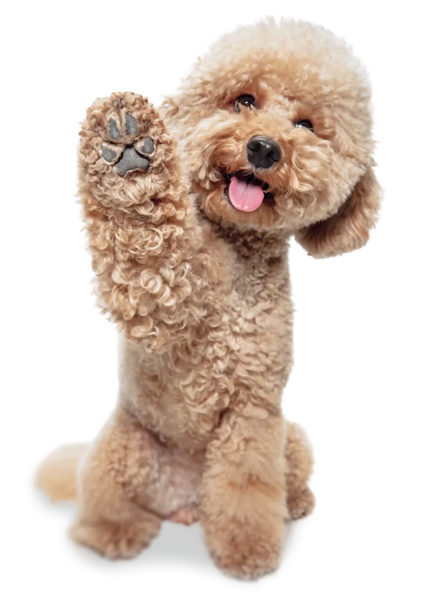 Friendly curly-haired puppy standing and raising one paw.