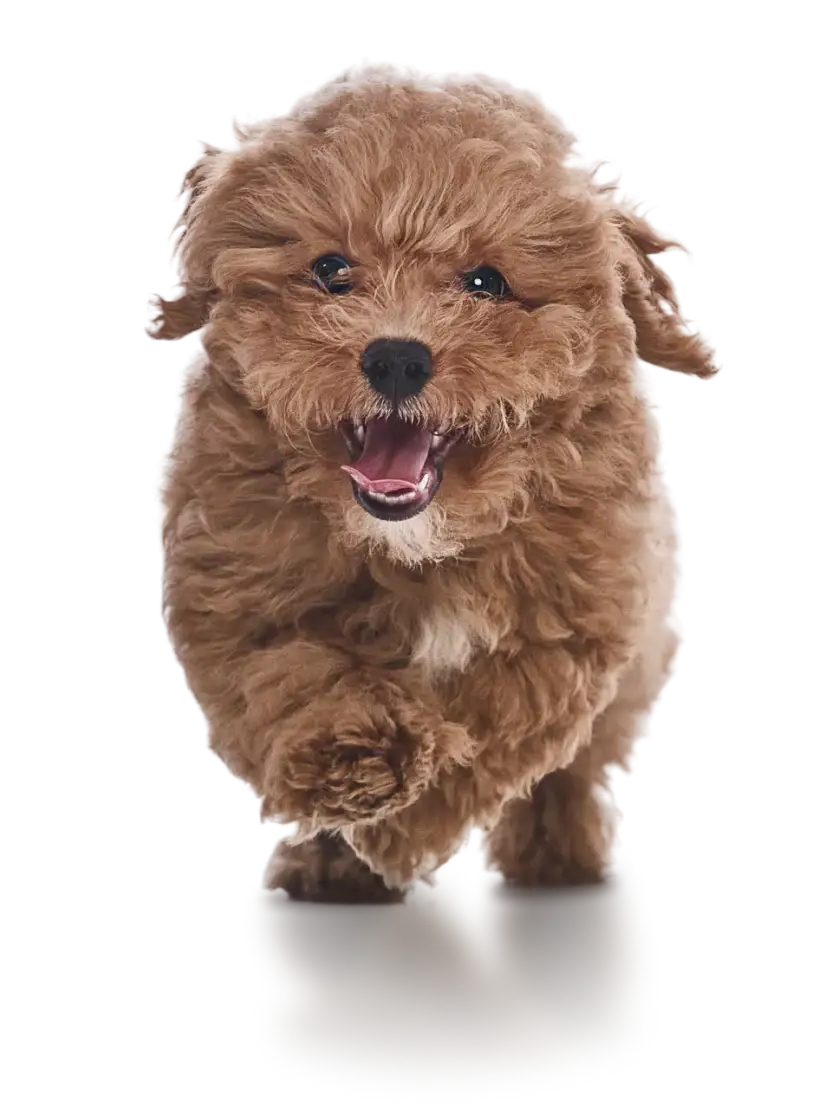 Playful brown puppy running with a happy expression