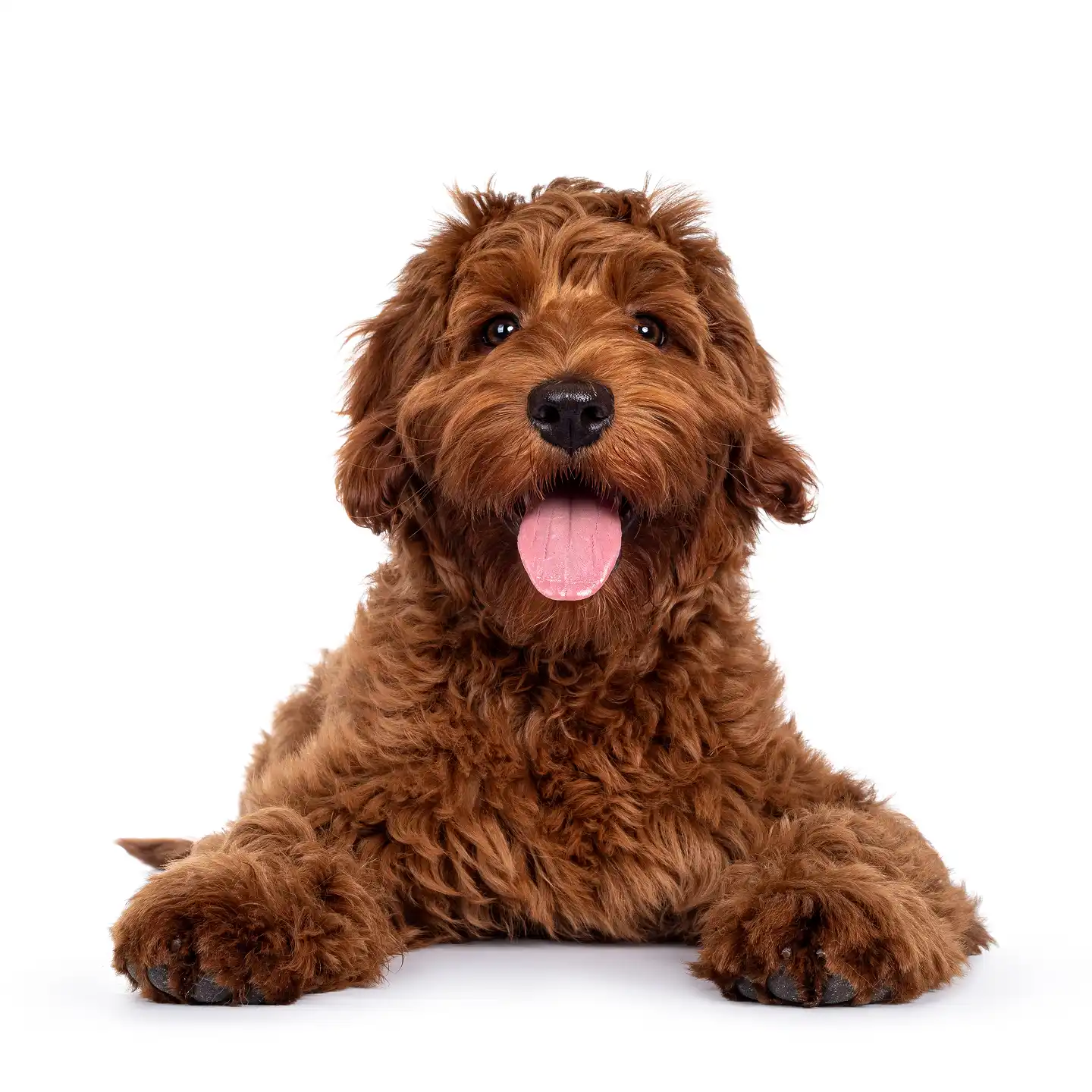 Smiling brown curly-coated dog sitting calmly.