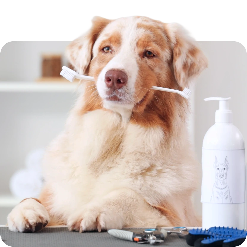 Well-groomed dog holding a toothbrush during a pet care routine.