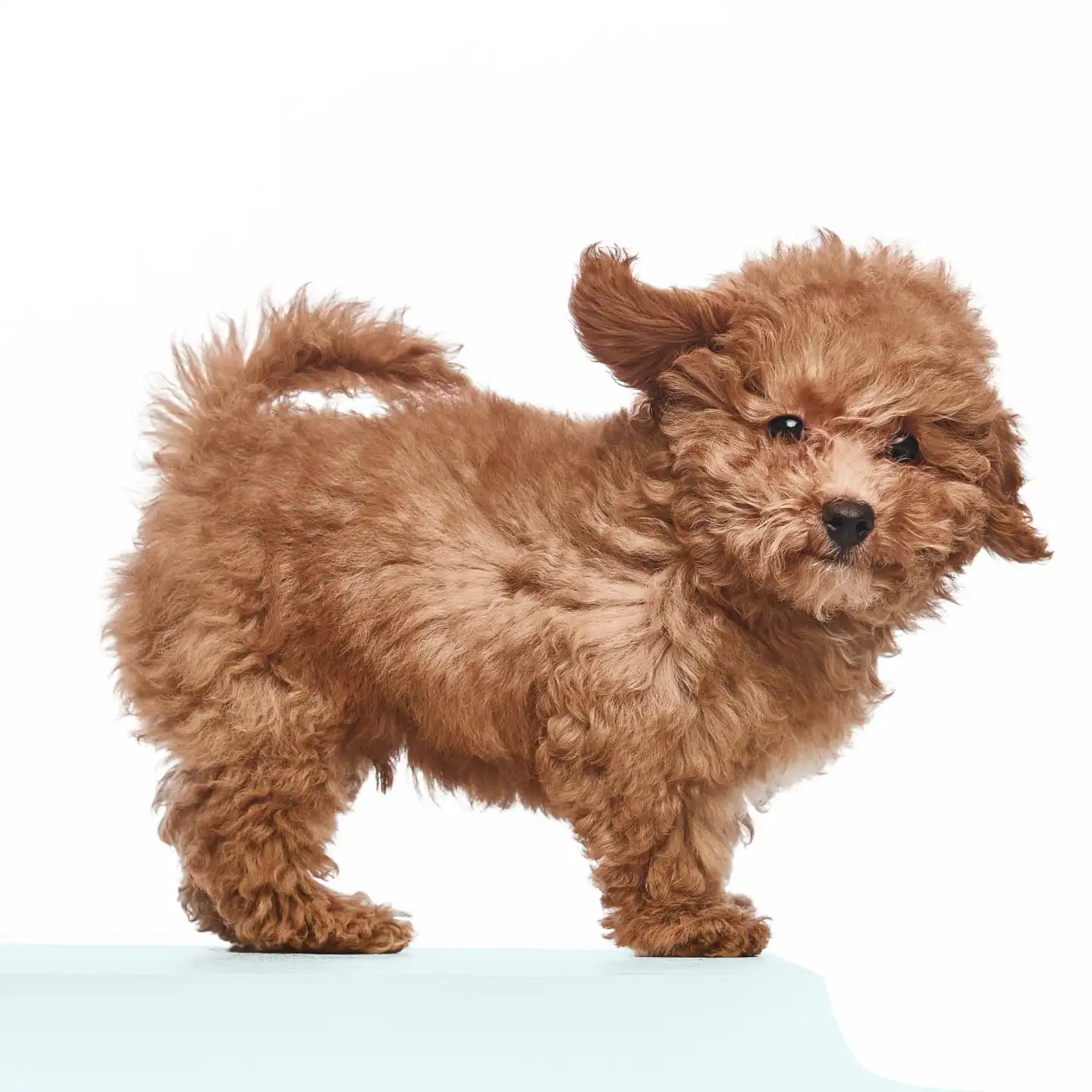 A cute, small brown puppy with curly fur is standing.