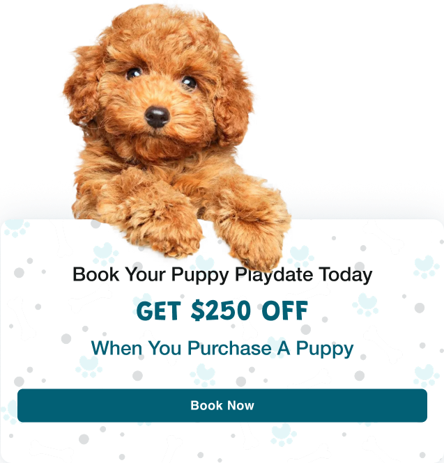 Book your puppy playdate